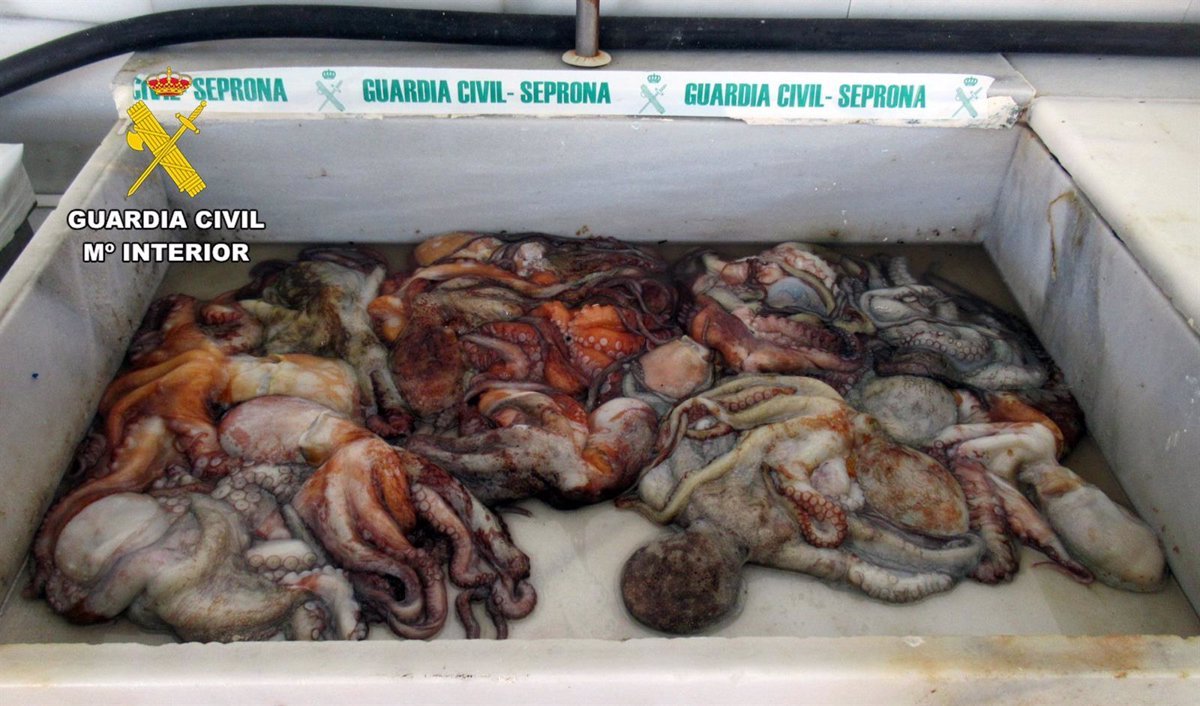 Pescador denunciado por 11 kg de pulpo inmaduro en Mazarrón