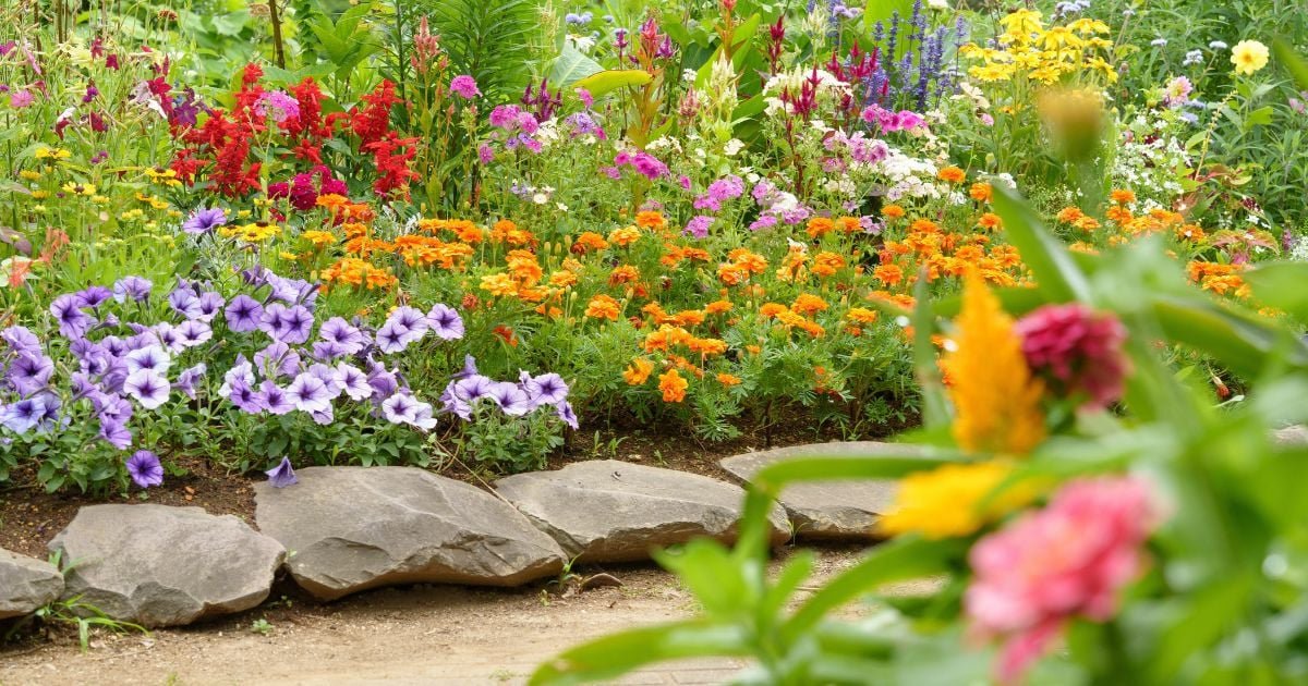 Planta ideal para un jardín floreciente