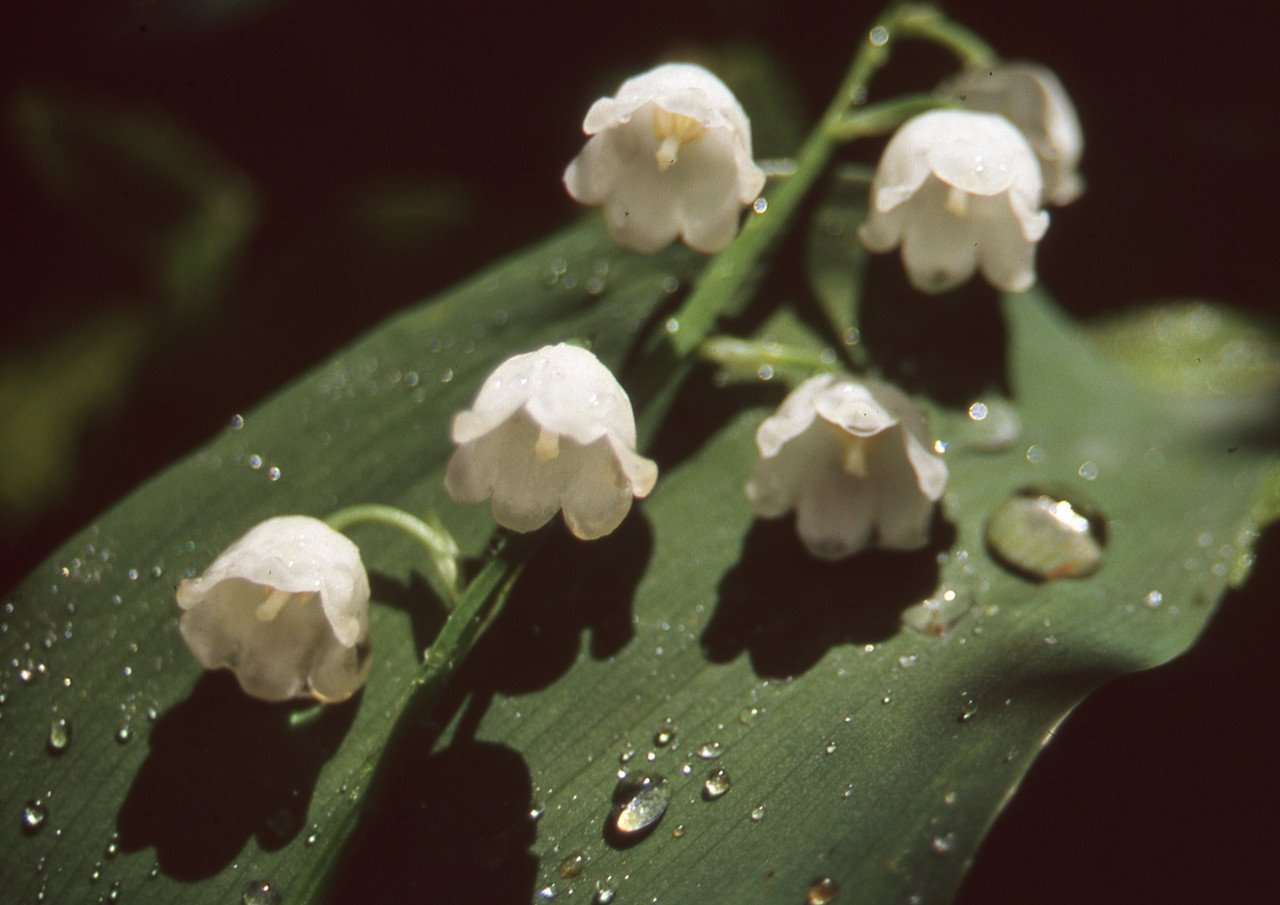 Plantas que ayudan a prevenir inundaciones.