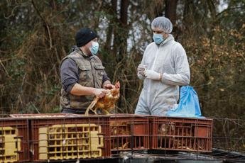 Primer caso humano de gripe aviar en EE.UU. sin contacto con animales.