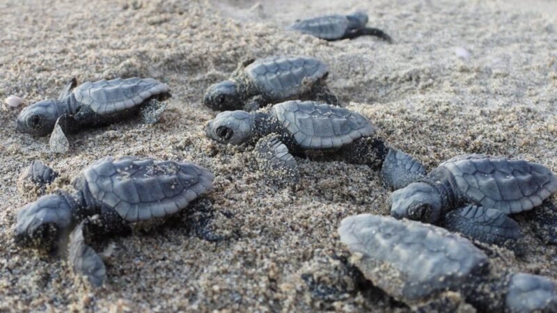 Récord de anidación de la tortuga boba en 2024