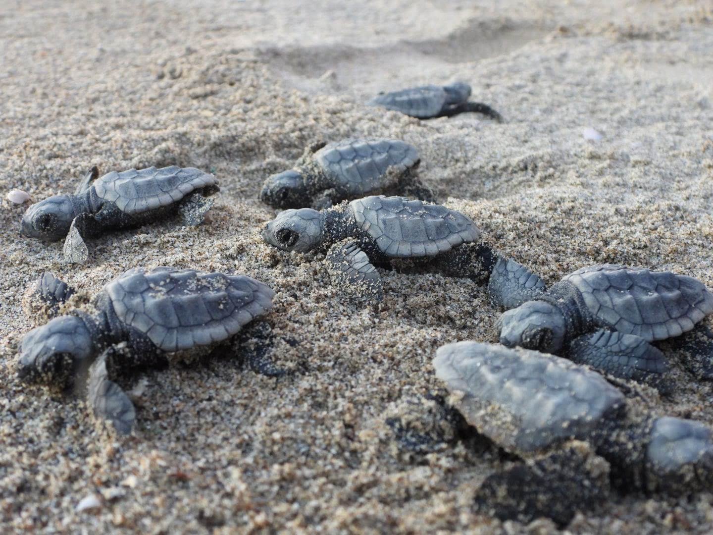 Récord de anidación de la tortuga boba en 2024