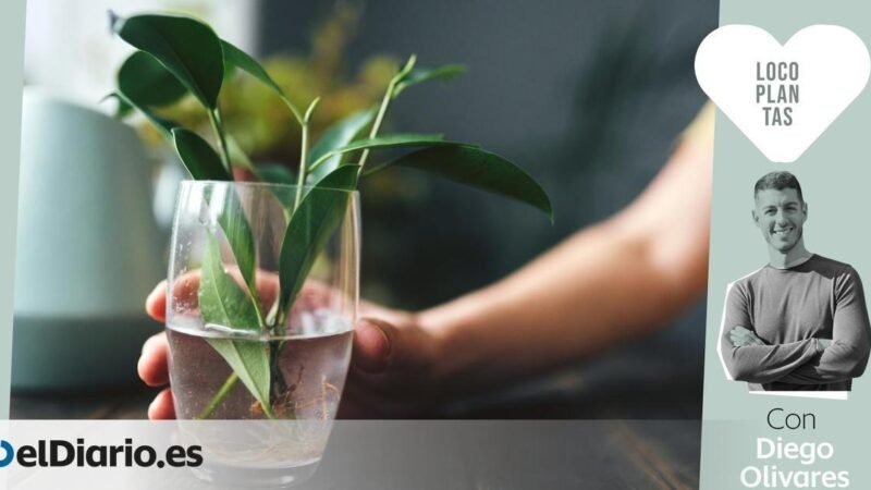 Siete tipos de plantas para cultivar en tarros de agua en casa