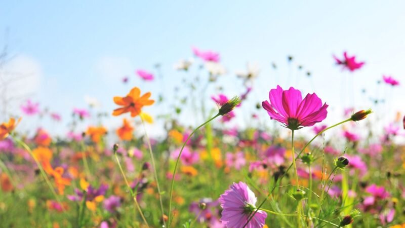 Un jardín sublime con poco esfuerzo.