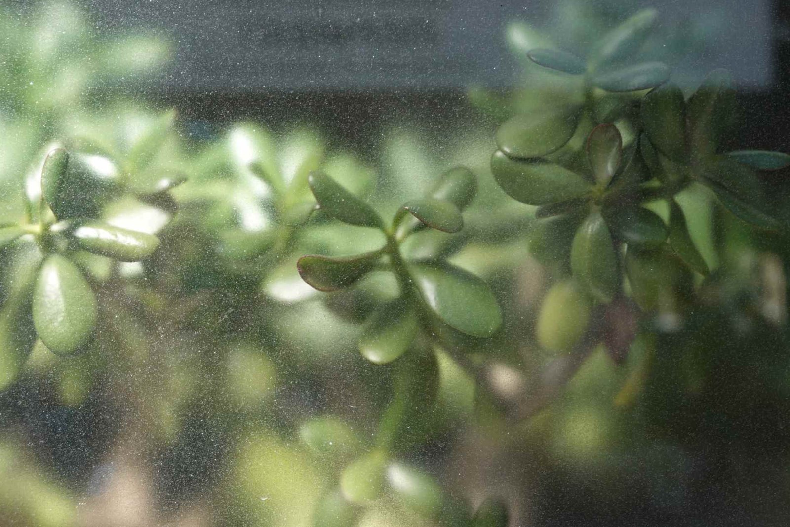 Planta de interior fácil de cultivar para atraer suerte y prosperidad.