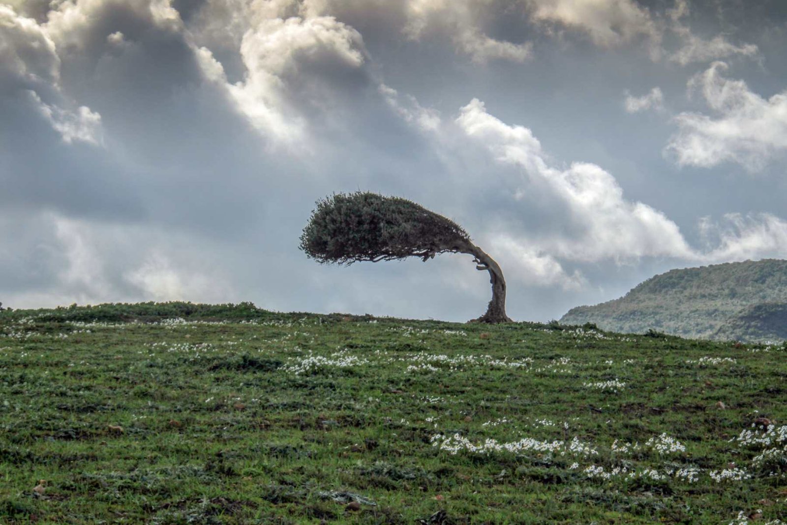 ¿Cómo enderezar un árbol inclinado ante vientos y tormentas?