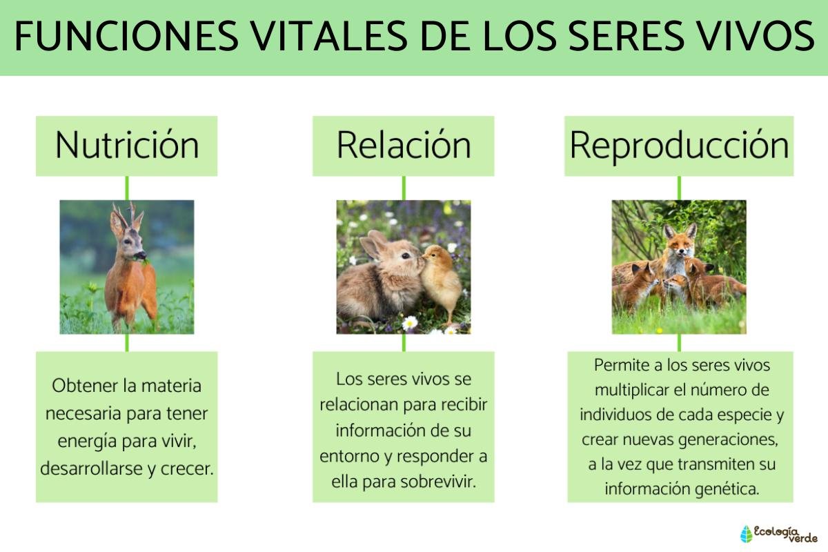 Funciones vitales de los seres vivos, características e importancia.