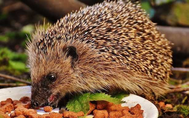 Cómo manejar la presencia de un erizo en el jardín: recomendaciones prácticas