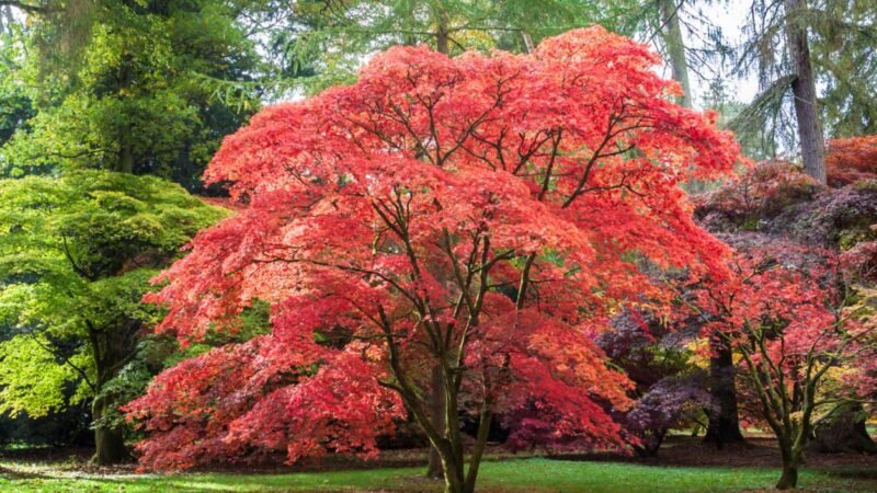 Hora de plantar el arce japonés en tu jardín relax