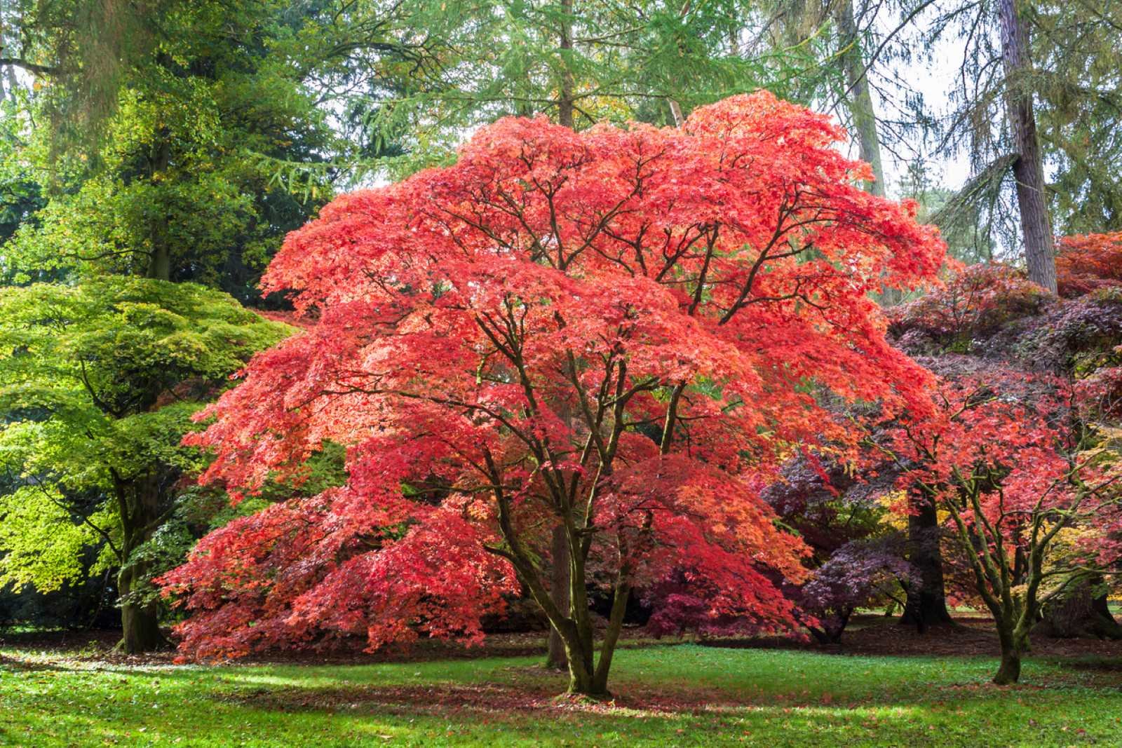 Hora de plantar el arce japonés en tu jardín relax