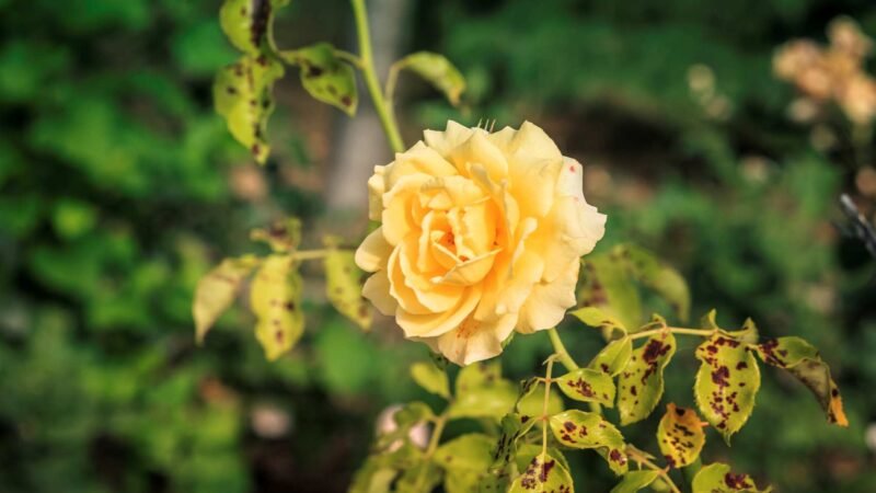 ¿Cómo proteger tus hermosas flores en el jardín?