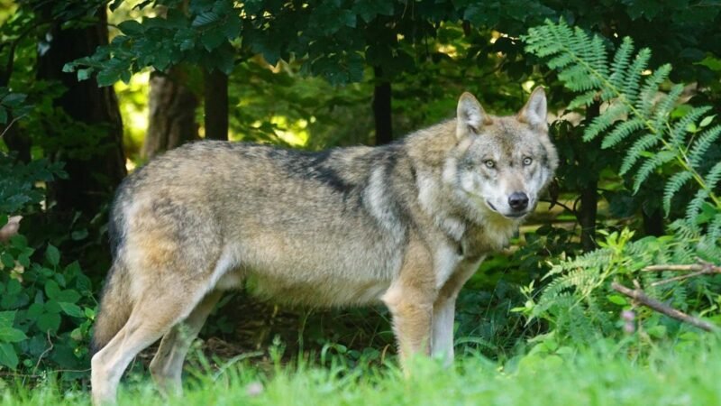 Cantabria solicita permiso para controlar la población de lobos ante la situación crítica del sector.