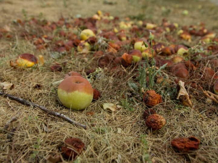 La importancia de un simple gesto en el jardín este otoño.