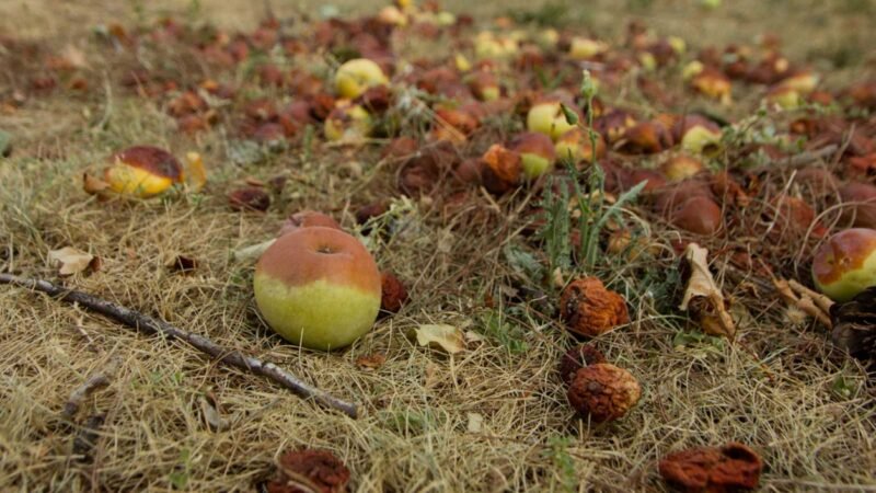 La importancia de un simple gesto en el jardín este otoño.