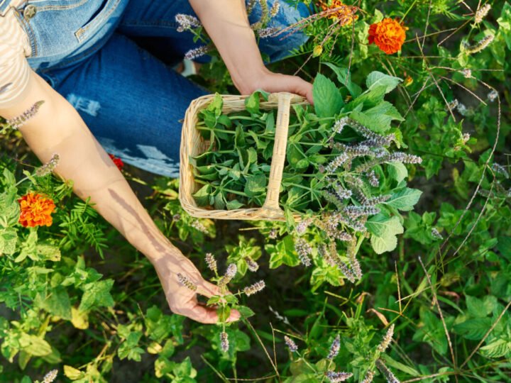 5 plantas medicinales antiguas para tu jardín como farmacia natural