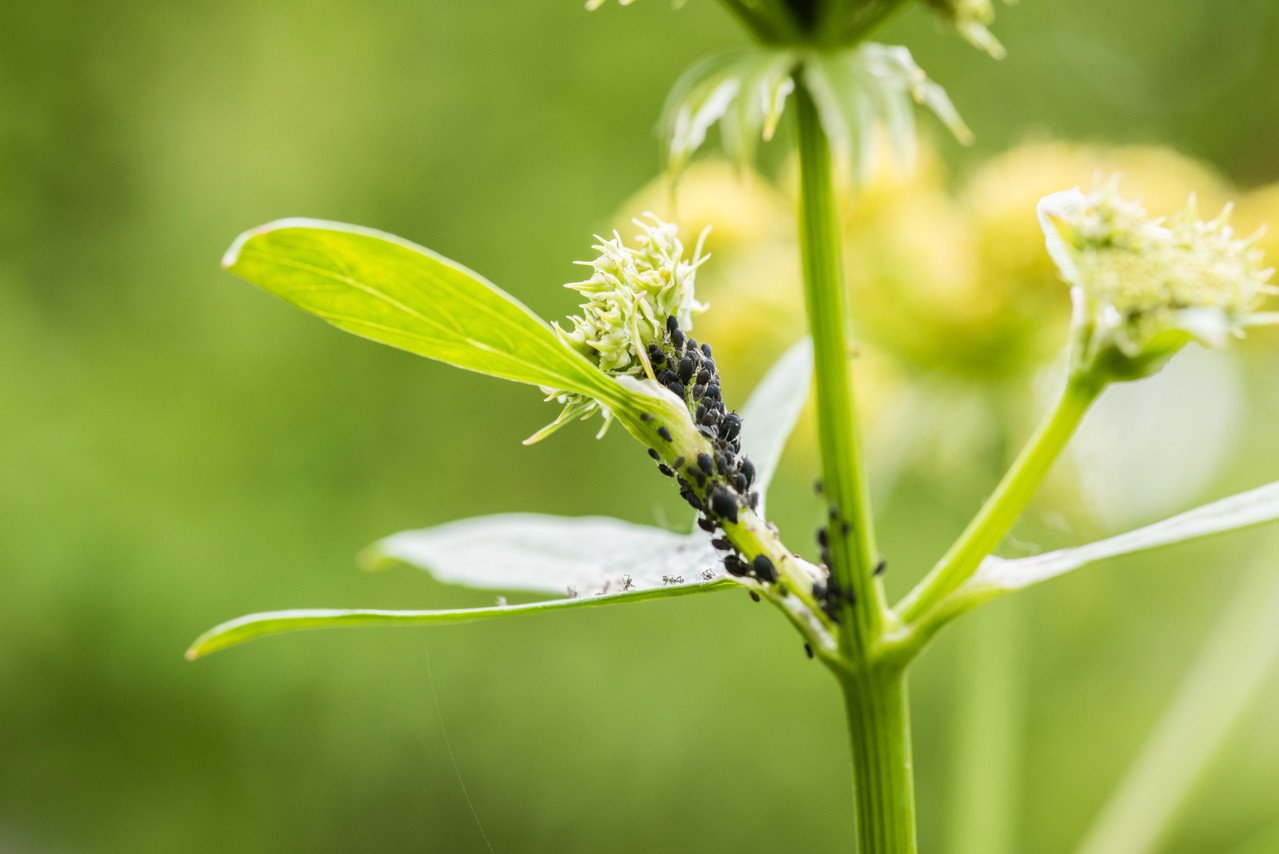 Cómo proteger tu jardín: explicación detallada.