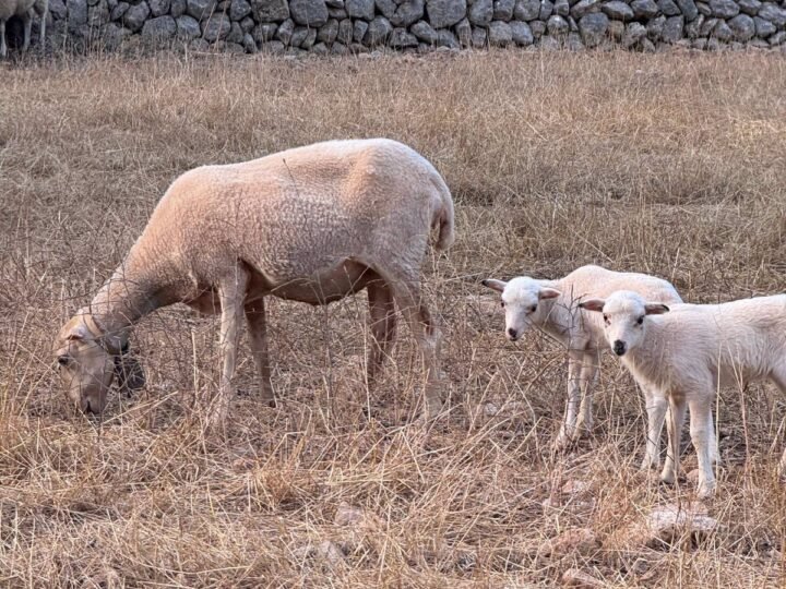 Confirmados dos casos de fiebre ovina en Ibiza.