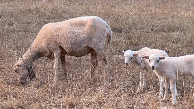 Confirmados dos casos de fiebre ovina en Ibiza.