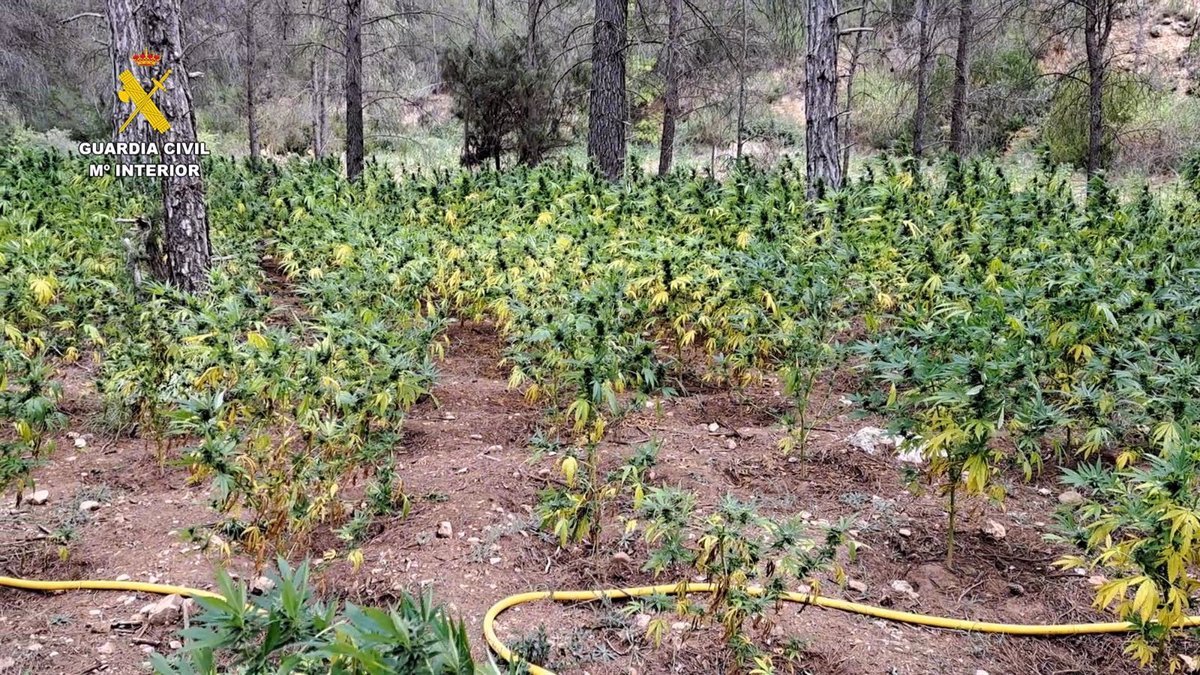 Desarticulada plantación de marihuana con 8.500 plantas en Mira