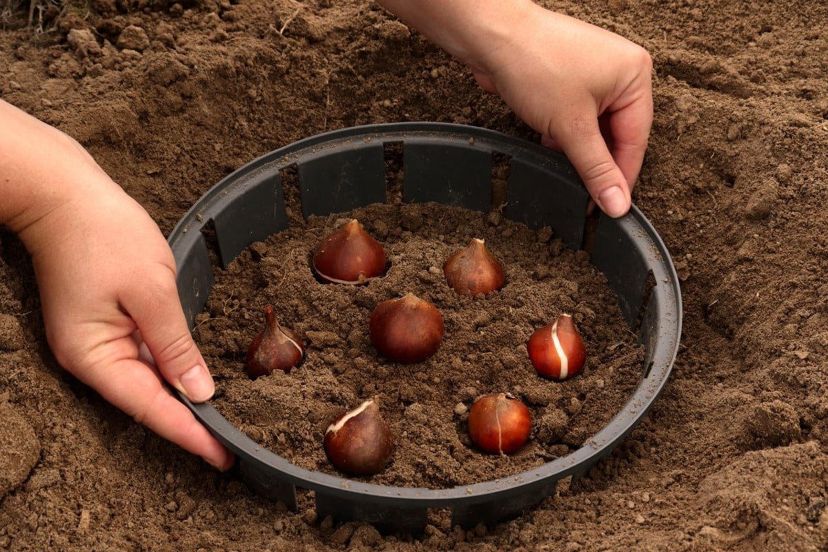 El bulbo para plantar esta semana para un jardín elegante y colorido en 2025. – Aquí lo tienes.