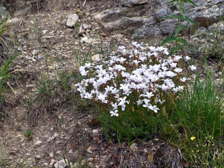 Flores venenosas: si las ves, aléjate rápido