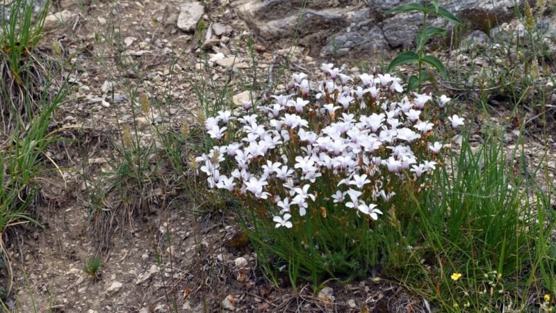 Flores venenosas: si las ves, aléjate rápido