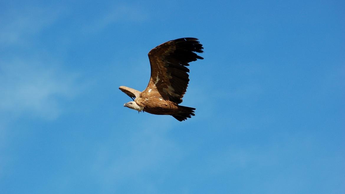 La Comunidad de Madrid celebra el Día Mundial de las Aves Migratorias con actividades gratuitas.