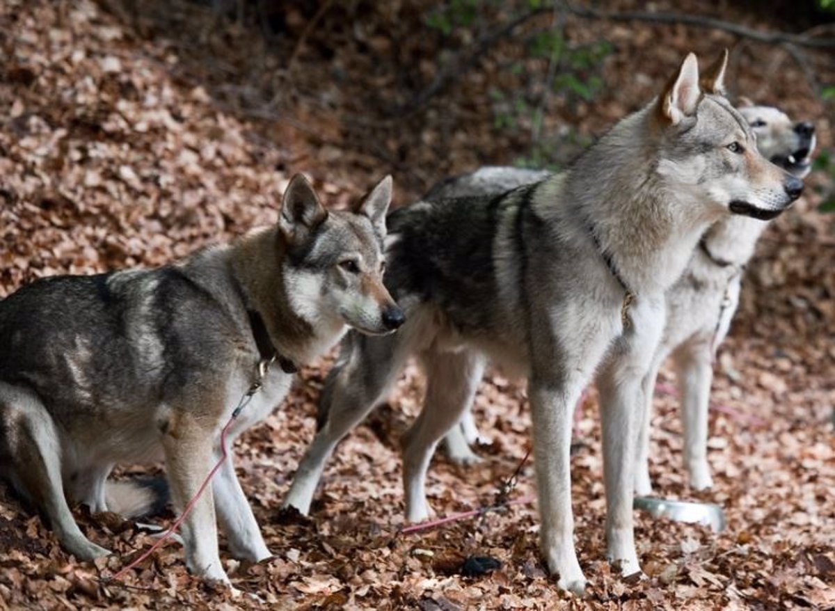 Organizaciones piden protección del lobo en Galicia y solicitan ayuda