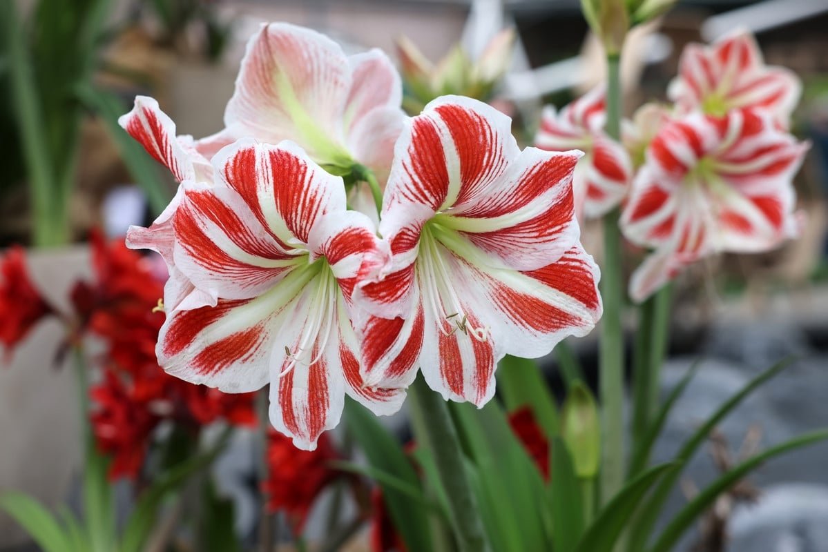 Planta esta flor navideña en casa antes del fin de semana