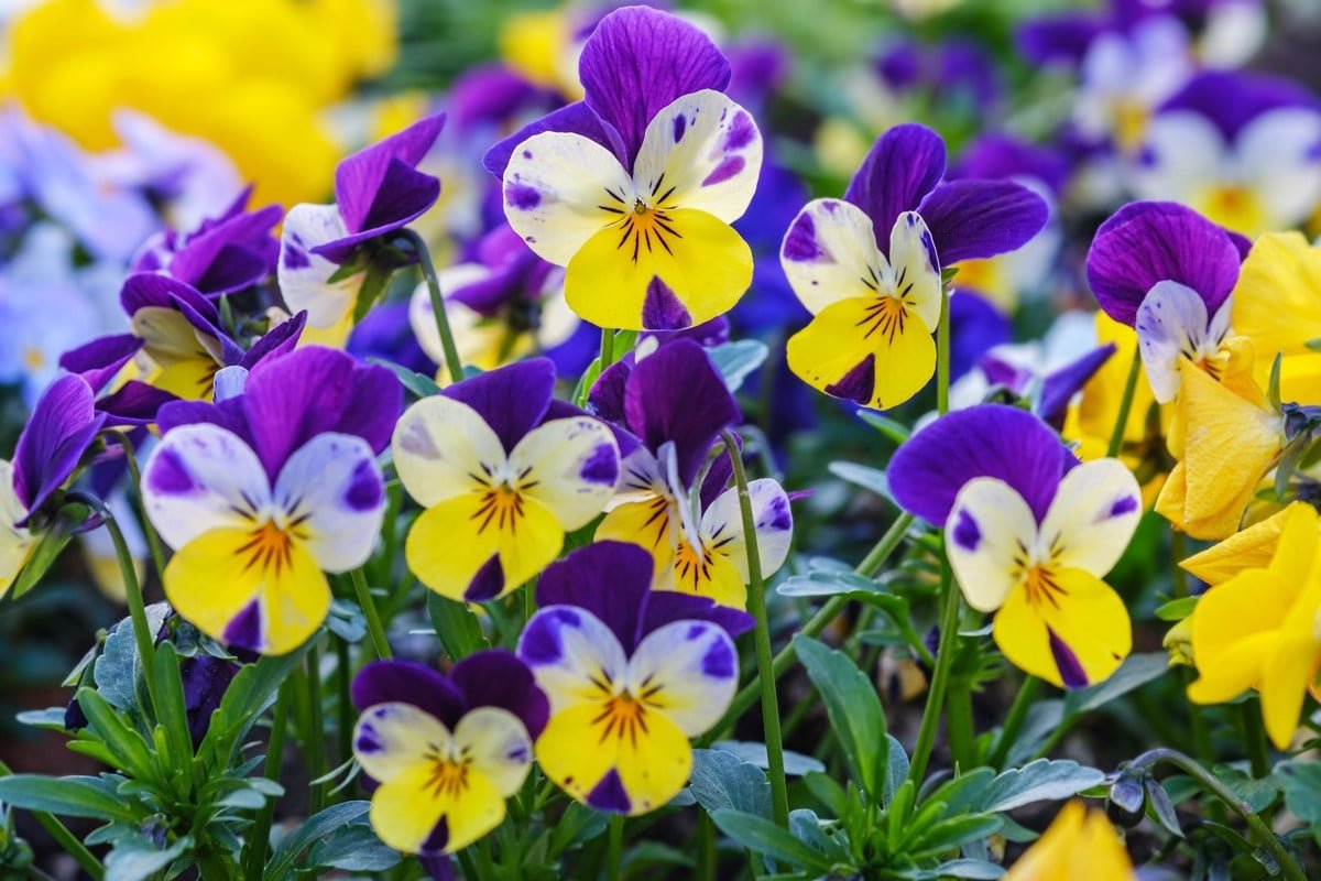 Prioridad este mes: plantar planta con flores navideñas.