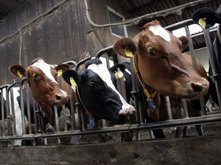 Reducir emisiones de metano en producción de carne de vacuno.