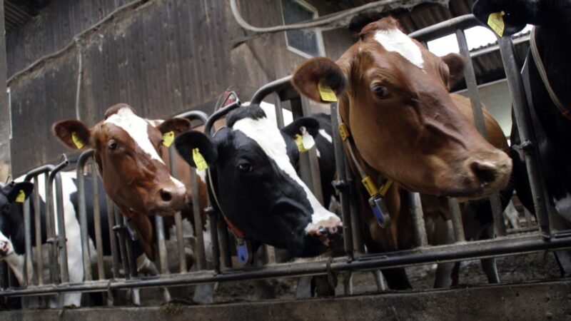 Reducir emisiones de metano en producción de carne de vacuno.