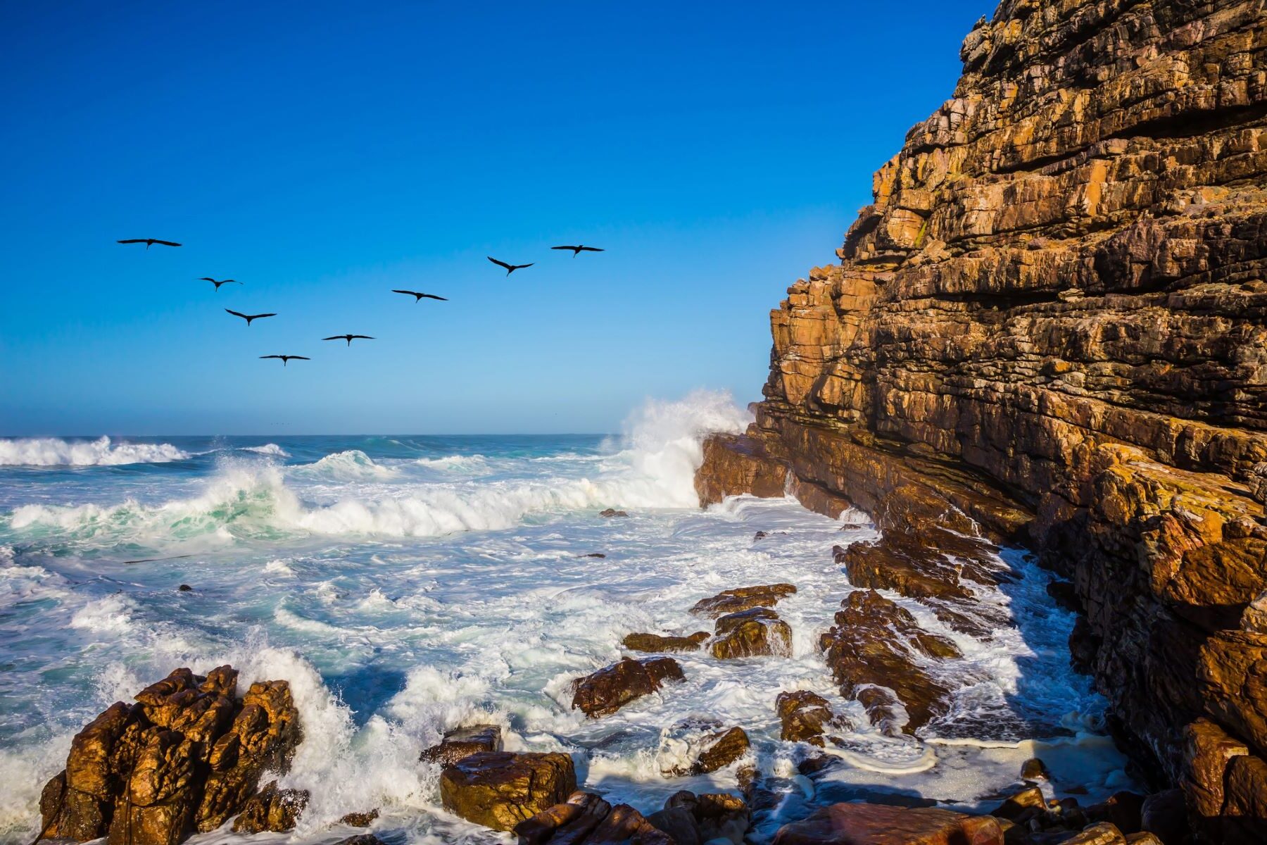 Wild Oceans FilmFest, festival de cine sobre conservación marina y cambio climático