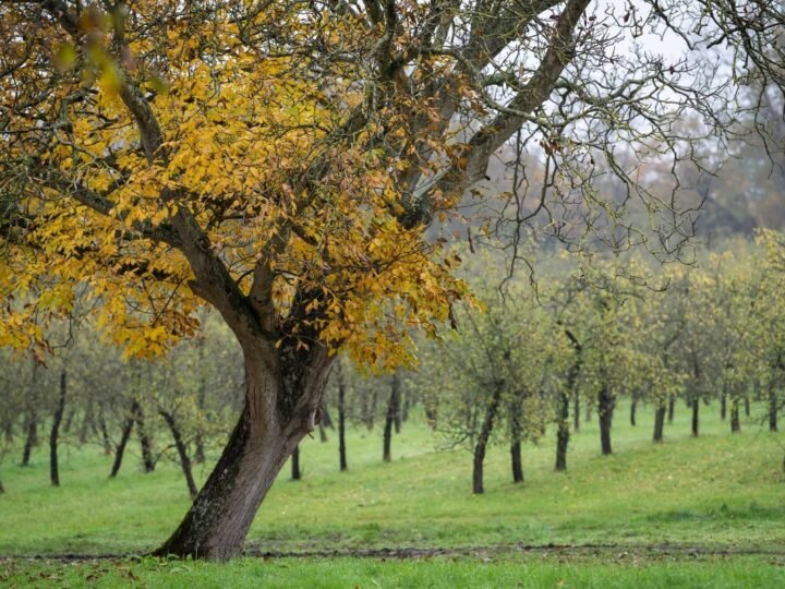 ¿Por qué no plantar el árbol de la fatalidad en el jardín?