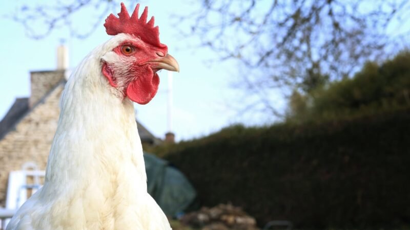 ¿Una gallina sonrojada está feliz o enojada? Investigación aclara