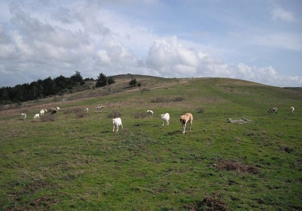 cane da pastore dell'anatolia 