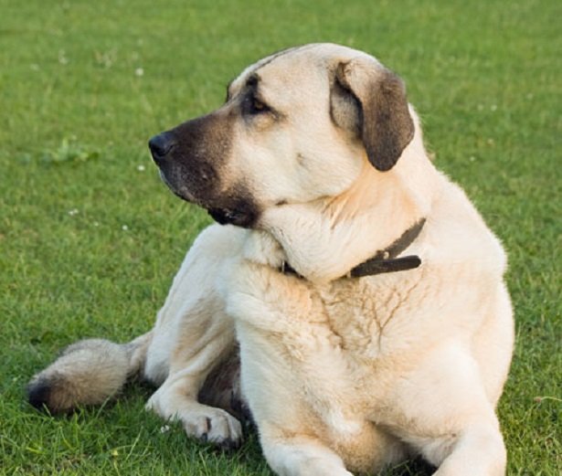 cane da pastore dell'anatolia 