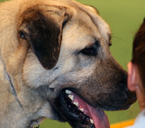 cane da pastore dell'anatolia 