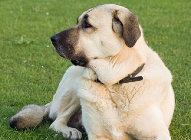 Perro pastor de Anatolia: historia y rasgos