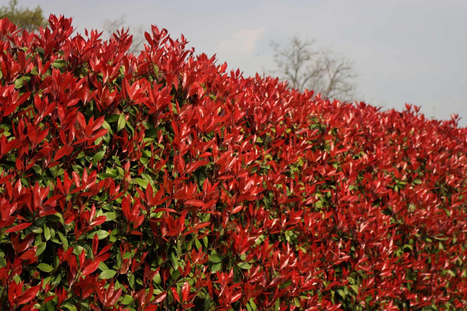 ¿Es Photinia la mejor opción para tu seto? Expertos jardineros responden