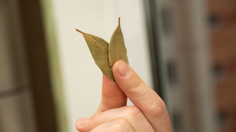 Hojas de laurel, tu aliado natural para limpiar.