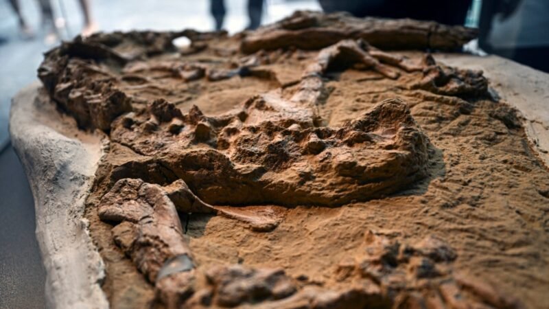 Paleontólogos en Perú presentan fósiles de cocodrilos juveniles de más de 10 millones de años.