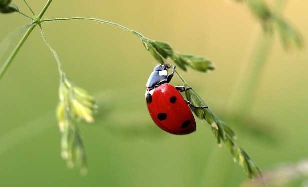 Alimentación y dieta de las coccinelas