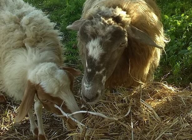 Animales herbívoros: características y su importancia en el ecosistema