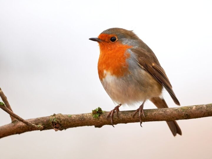 Ayuda a las aves con este objeto poco común.