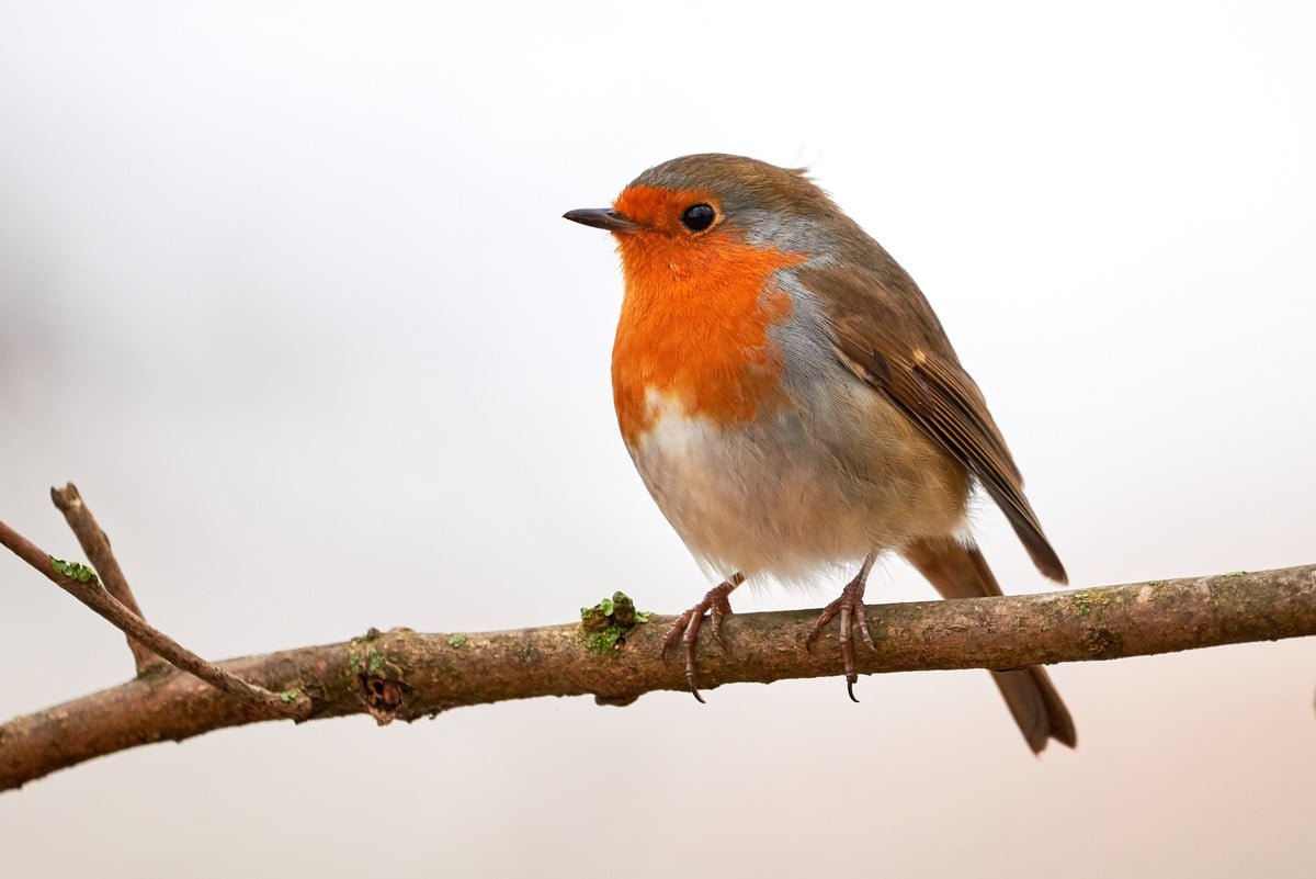 Ayuda a las aves con este objeto poco común.