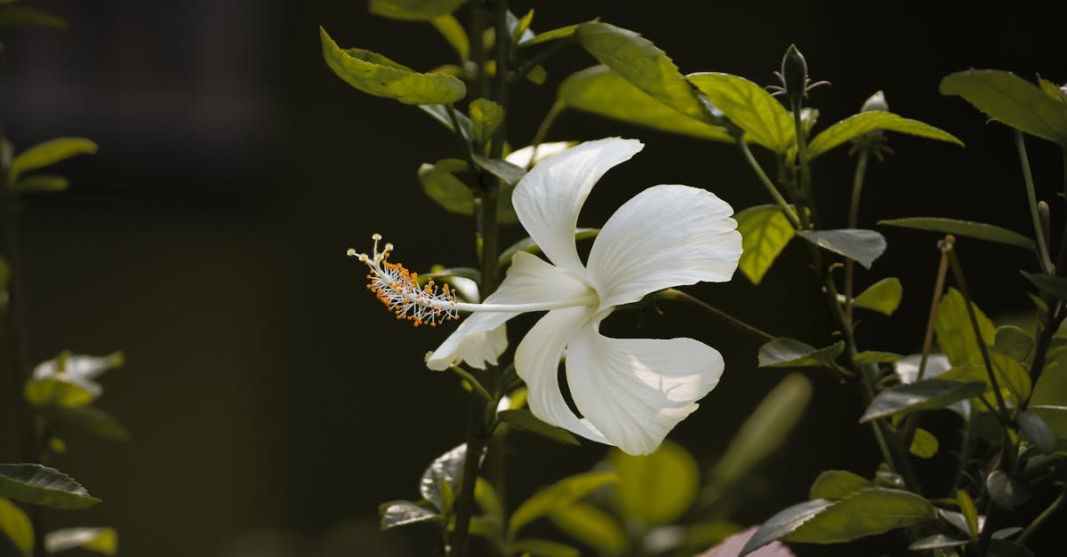 Beneficios de usar métodos naturales en la jardinería