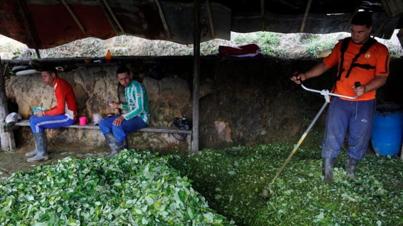 Compra legal de hojas de coca en Colombia.