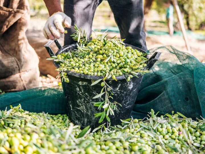 Concurso de ideas sobre la bioeconomía del olivar