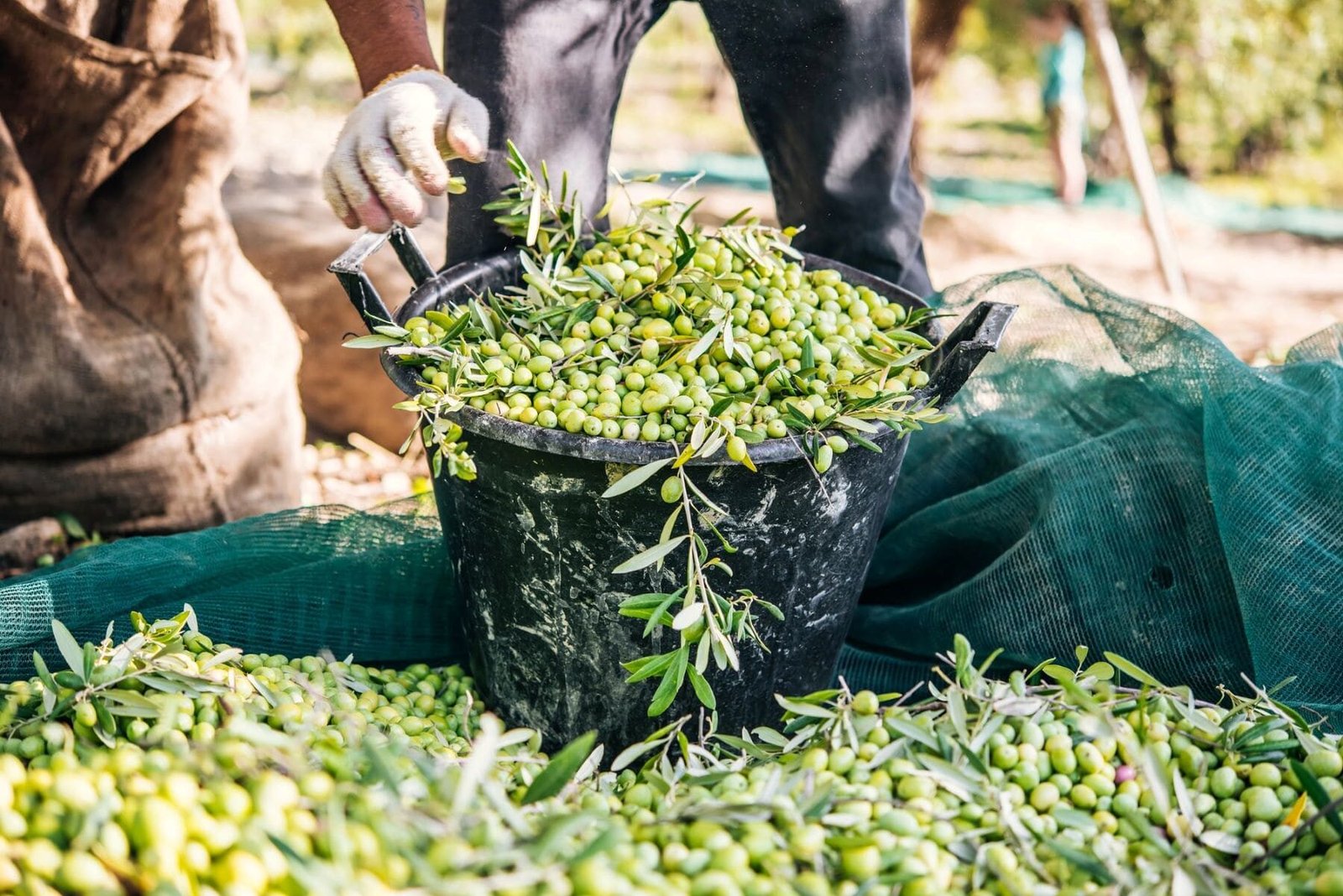 Concurso de ideas sobre la bioeconomía del olivar